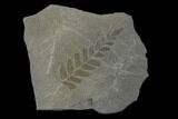 Pennsylvanian Fossil Fern (Neuropteris) Plate - Kentucky #137716-1